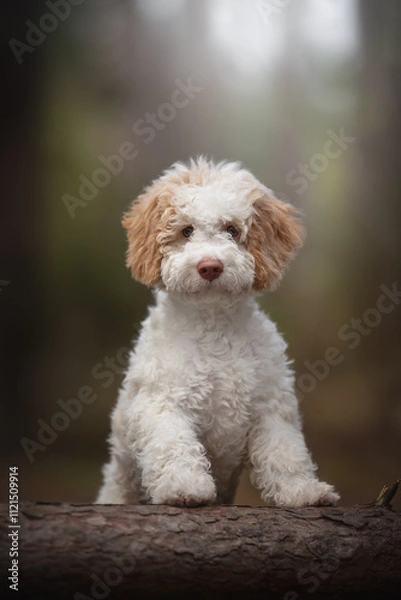 Fototapeta The cute lagotto romagnolo puppy dog posing in the autumn pine forest. Standing on the fallen tree. Italian water dog.