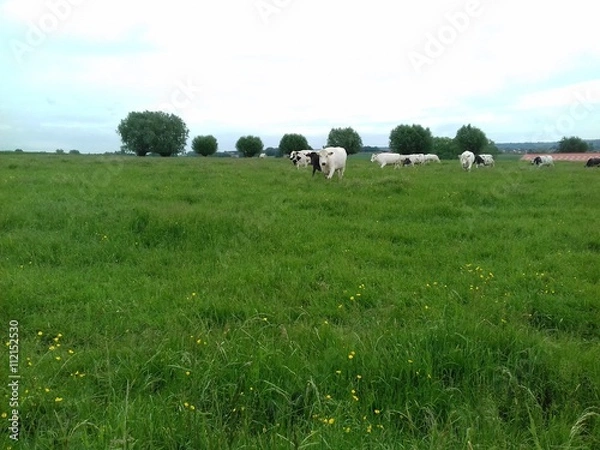 Fototapeta Vaches dans une prairie et rangée d'arbres