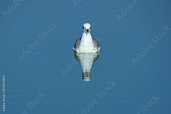 Fototapeta Seagull and its reflection in the water