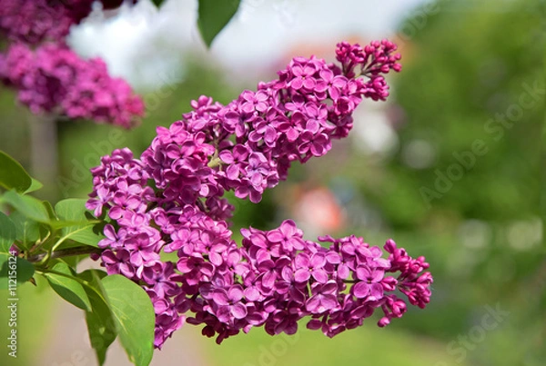 Obraz lila Fliederzweige