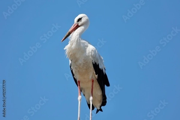 Obraz Stork