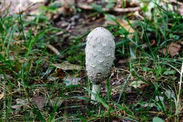 Obraz mushrooms in the grass