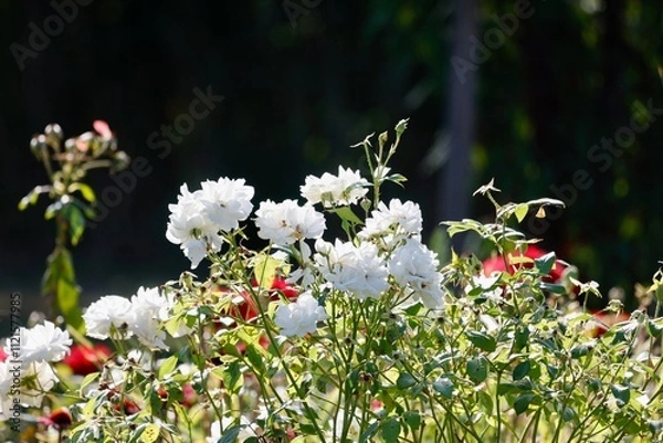 Obraz flowers in the garden