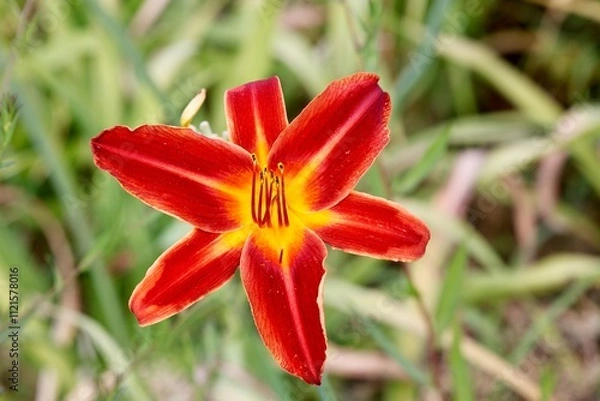 Obraz red lily flower