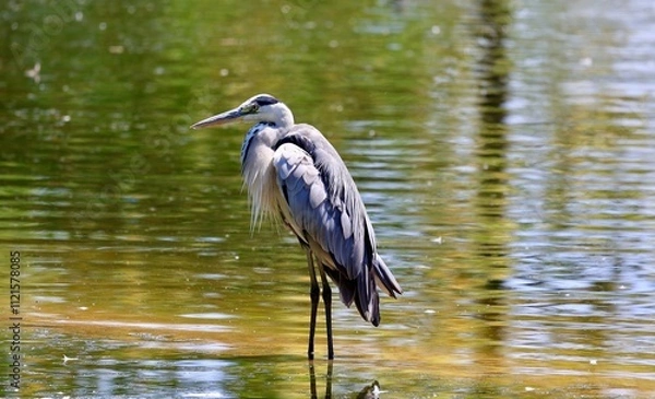 Obraz great blue heron