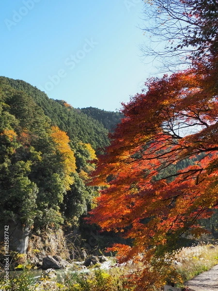 Fototapeta 御岳渓谷の秋風景