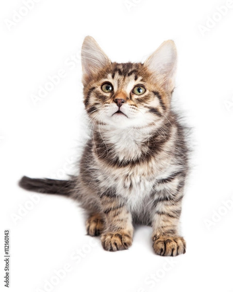Fototapeta Cute Curious Kitten Sitting on White