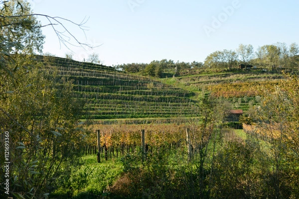 Fototapeta landscape with trees