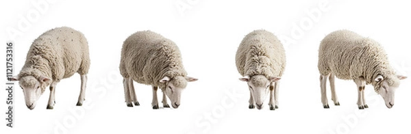 Fototapeta Four sheep grazing on transparency background