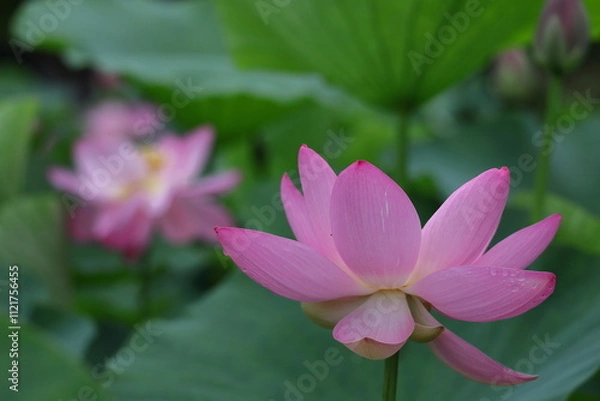 Fototapeta 神聖な花