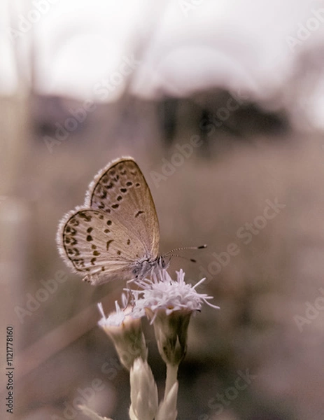 Obraz close up or macro photo of a butterfly perched on a flower