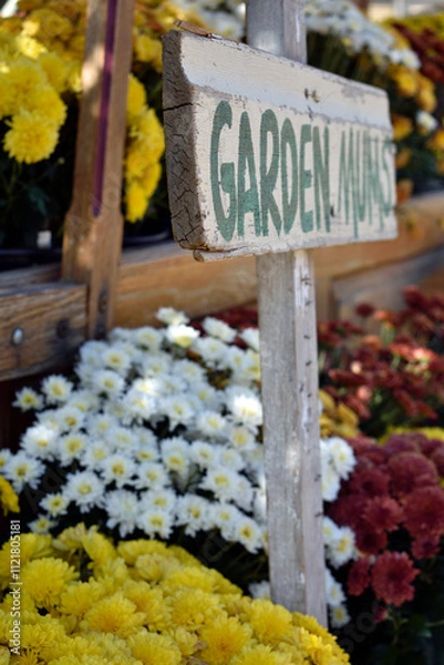 Fototapeta Garden Mums Display