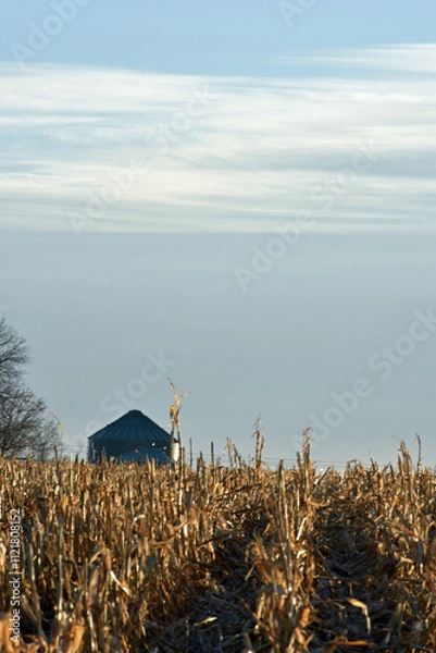 Fototapeta Silo and Corn Rows