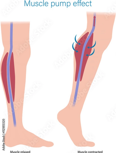 Obraz Skeletal Muscle pump effect. Illustration of muscle pump effect on venous return and muscle blood. Calf Muscles contracted and relaxed