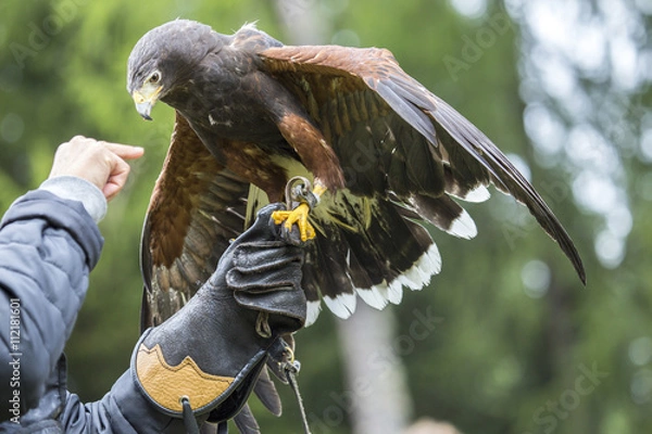 Obraz Falconer with a Harris's hawk on the arm