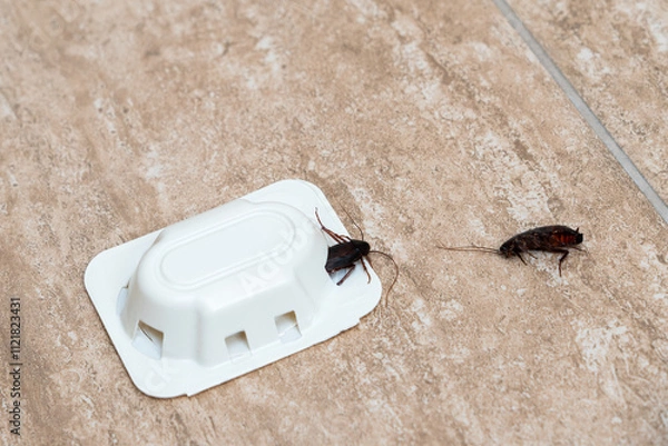 Fototapeta A close-up view of a cockroach near a pest control trap on a tiled floor.