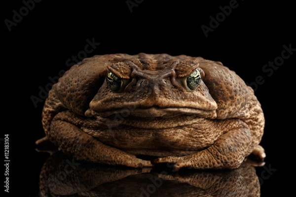 Obraz Ropucha trzcinowa - Bufo marinus, ropucha olbrzymia neotropikalna lub morska izolowana na czarnym tle, widok z przodu