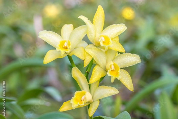 Obraz Yellow Cattleya orchid.