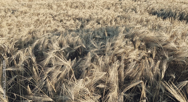 Obraz Golden field of barley waving in the wind at sunset