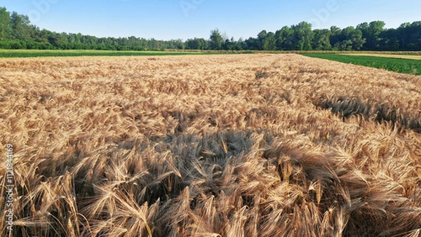 Obraz Golden barley field at sunset with mature grain heads swaying in the wind