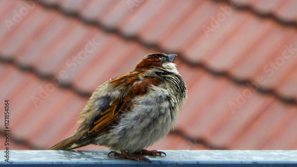 Fototapeta Chilliger Spatz