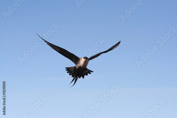 Obraz Long-tailed Jaeger in a flight