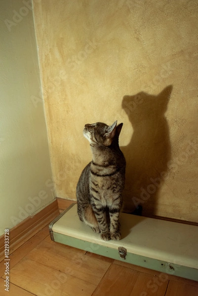 Fototapeta Domestic cat and lamp sitting. Lamp makes a shadow. Vintage house interior.