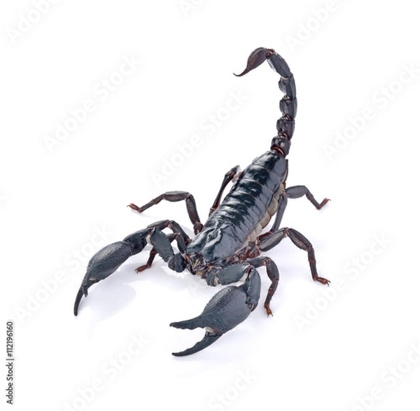 Fototapeta Skorpion na białym tle