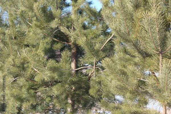 Obraz spring in the forest