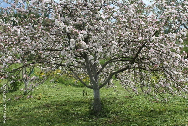 Obraz Apple tree, flower