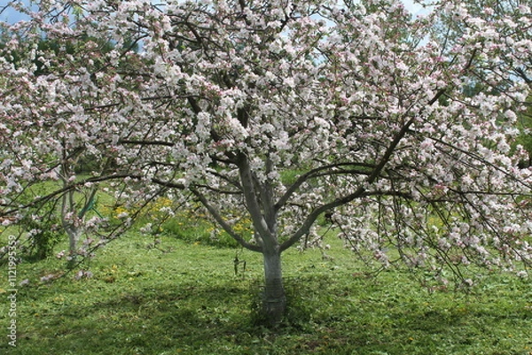 Obraz apple tree in bloom