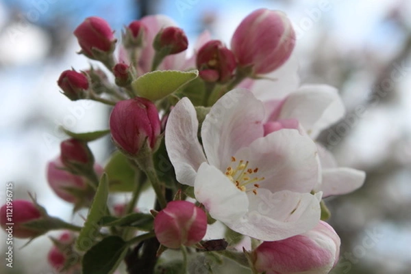 Obraz The apple tree is blooming flowers