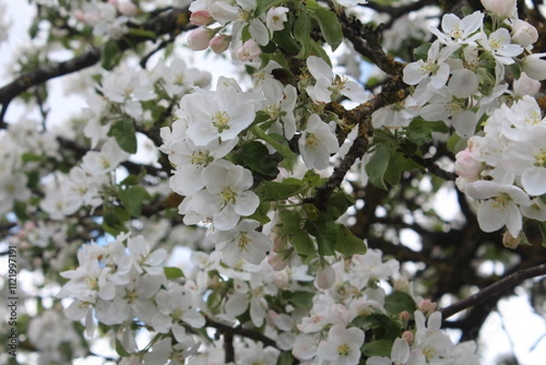 Obraz Blooming apple tree