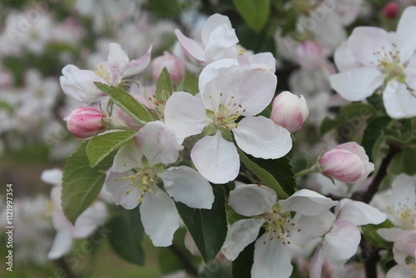 Obraz Apple tree flowers close-up