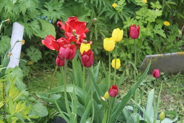 Obraz tulips in garden