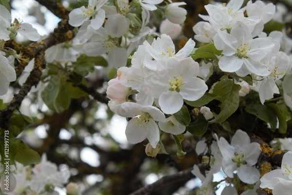 Obraz apple tree blossom