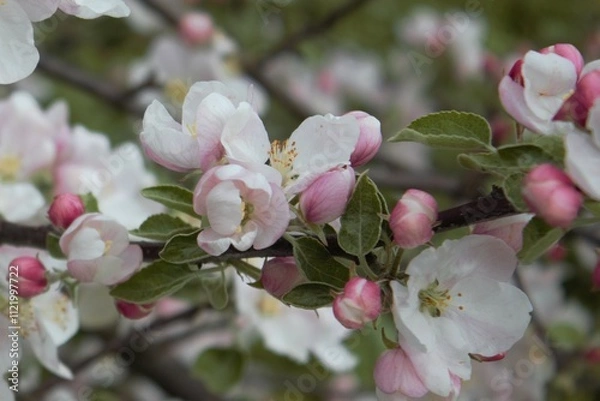 Obraz cherry blossom