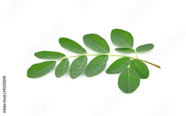 Obraz Moringa leaves on white background