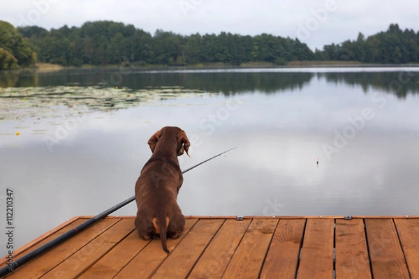 Obraz Коричневая такса на рыбалке