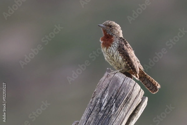 Fototapeta Red-throated Wryneck