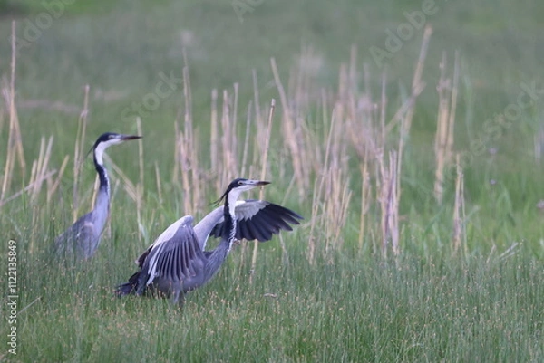 Fototapeta Black headed Heron
