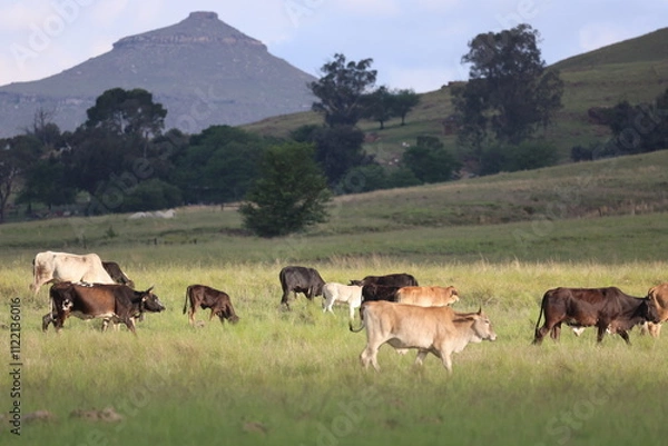 Fototapeta Cattle in light