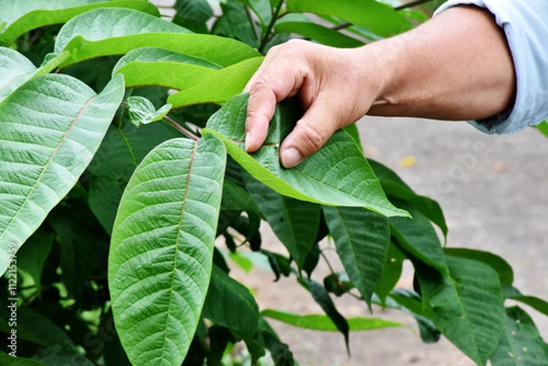 Fototapeta Green leaves of a Japanese lacquer tree, gracefully fanned out, glisten under sunlight, highlighting their vibrant hue and smooth, elegant texture.