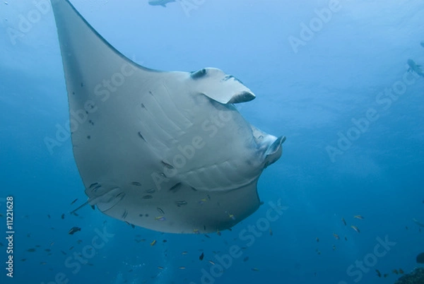 Obraz Manta Ray