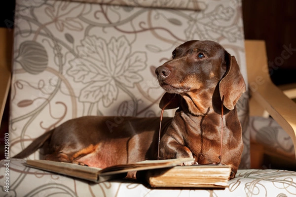 Obraz Такса лежит в кресле с книгами