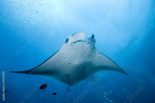 Obraz Manta Ray