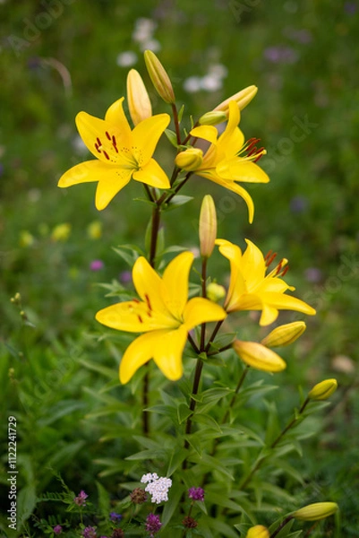 Fototapeta yellow lilies with blurred background (shallow depth of field)