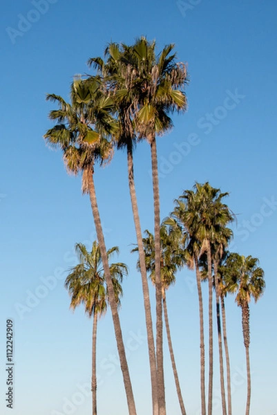 Obraz Washingtonia palm, a tree with a tropical appearance that can reach up to 100 feet tall.