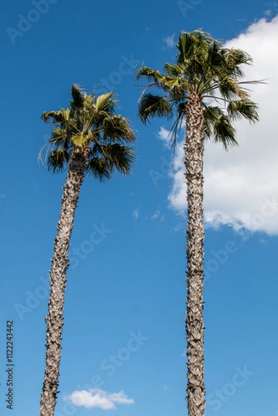 Obraz Washingtonia palm, a tree with a tropical appearance that can reach up to 100 feet tall.