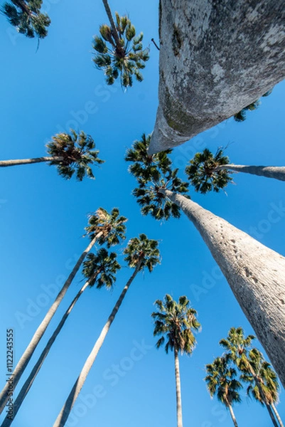 Obraz Washingtonia palm, a tree with a tropical appearance that can reach up to 100 feet tall.